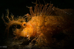 An Ambon scorpionfish in Lembeh. Subsee snoot (Double). by Mehmet Salih Bilal 